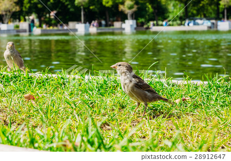 Bird sparrow near the pond Bird sparrow near the pond 28912647