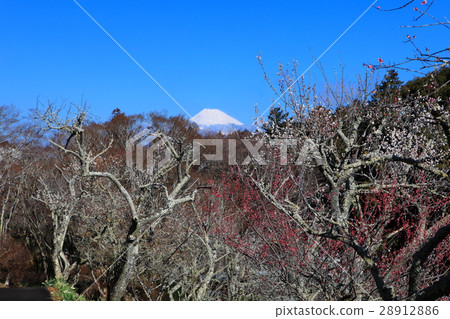 Shuzenji Bairin and Mt. Fuji 28912886