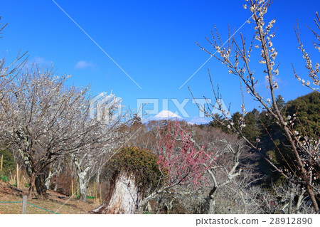 Shuzenji Bairin and Mt. Fuji Shuzenji Bairin and Mt. Fuji 28912890
