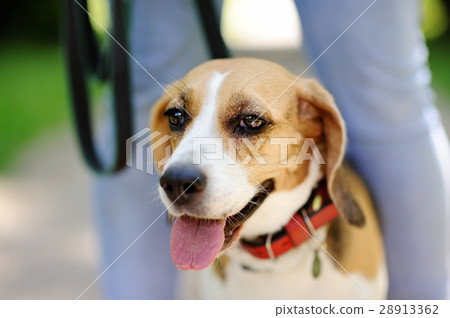 Close up photo of Beagle dog in the summer park 28913362