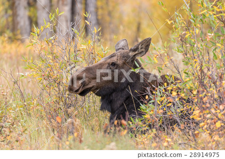 Cow Moose in fall Cow Moose in fall 28914975