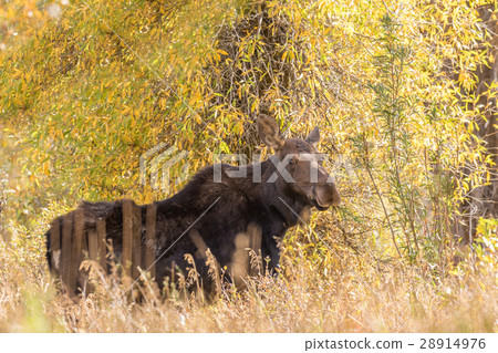 Cow Moose in fall Cow Moose in fall 28914976