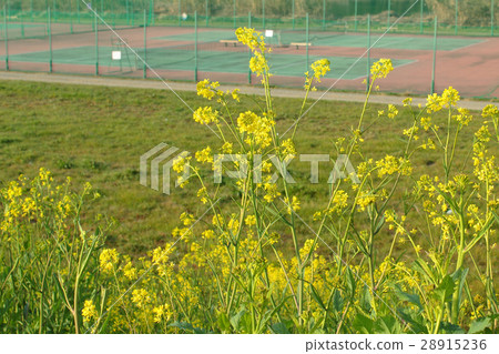 Rape flowers and tennis courts Rape flowers and tennis courts 28915236
