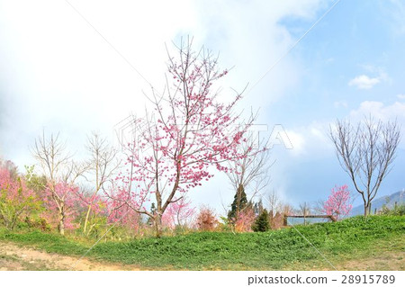 盛開櫻花在台灣 28915789
