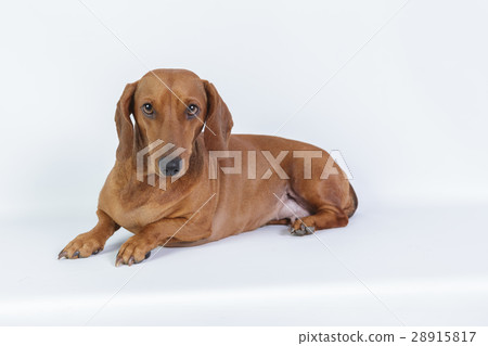 Funny dachshund 28915817