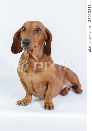 Funny dachshund 28915818