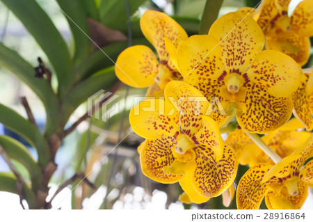 orchid orchid 28916864