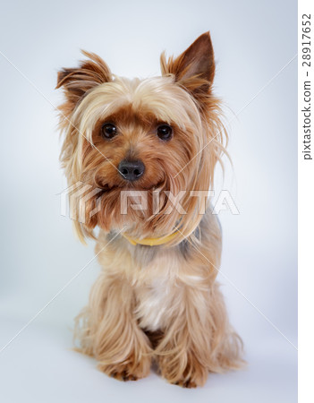 Yorkshire terrier 28917652