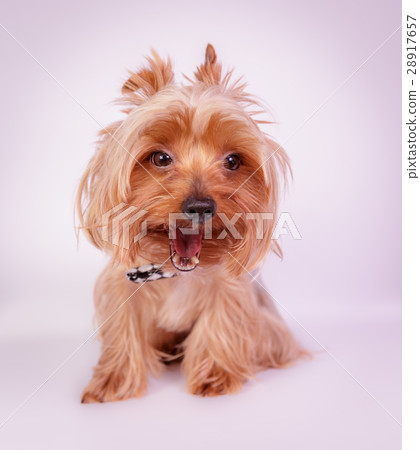 Yorkshire terrier 28917657