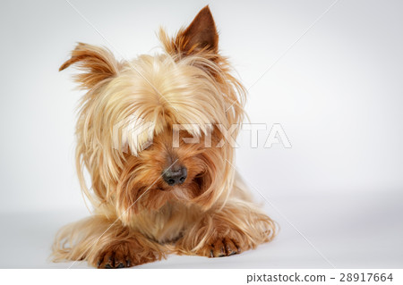 Yorkshire terrier 28917664