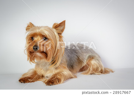 Yorkshire terrier 28917667