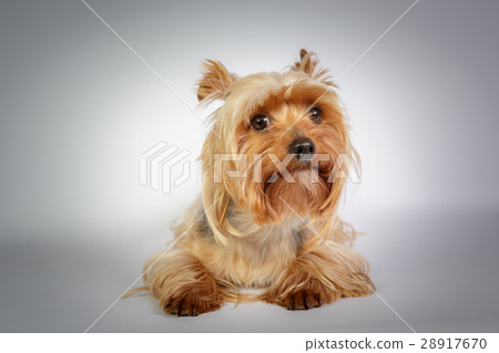 Yorkshire terrier 28917670