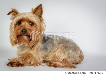 Yorkshire terrier 28917677