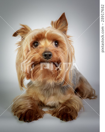 Yorkshire terrier 28917682
