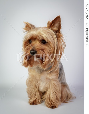 Yorkshire terrier 28917689