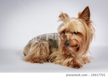 Yorkshire terrier 28917701