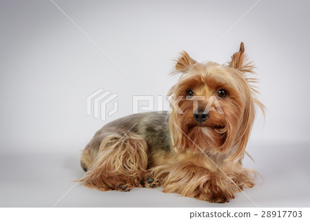 Yorkshire terrier 28917703