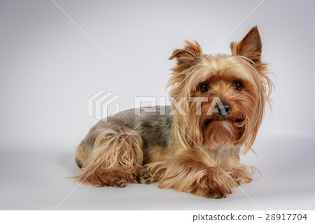 Yorkshire terrier 28917704