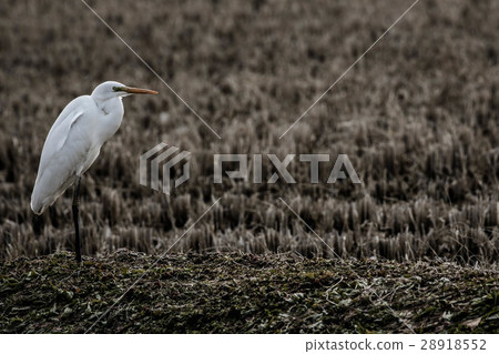 Daisuke站在艦隊上 28918552