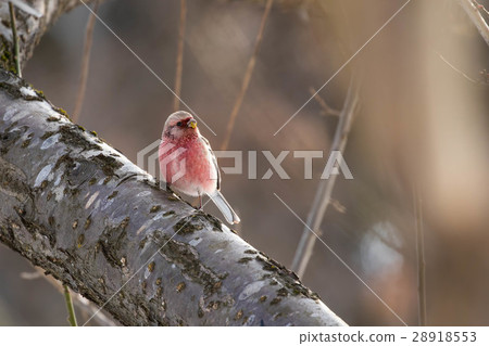 Bennimishko停在樹上 28918553