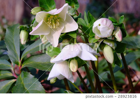 Christmas rose 28923816