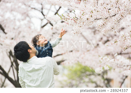 Parents playing under the cherry blossoms Parents playing under the cherry blossoms 28924337