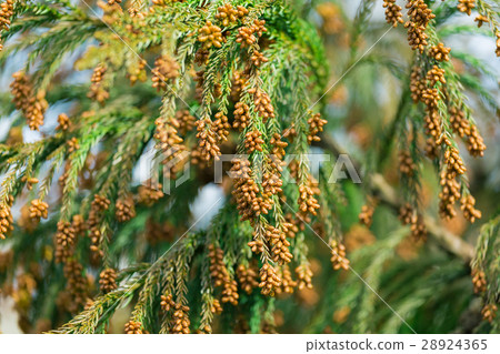 Material _ cedar pollen 28924365