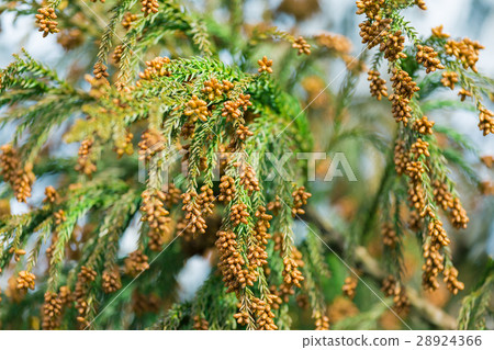 Material _ cedar pollen 28924366