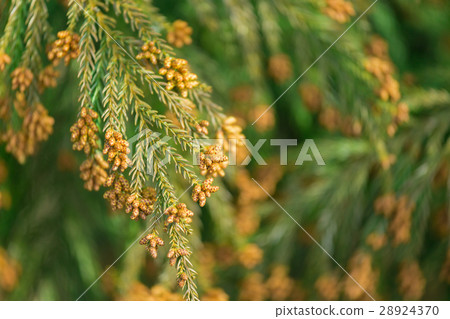 材料_雪松花粉 28924370