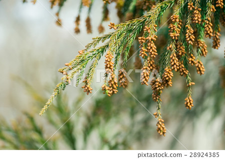 材料_雪松花粉 28924385