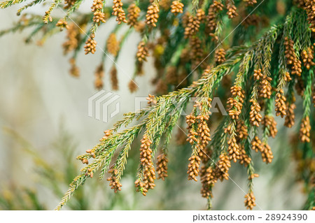 材料_雪松花粉 材料_雪松花粉 28924390