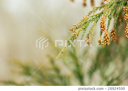 Material _ cedar pollen Material _ cedar pollen 28924500