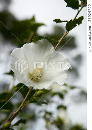 芙蓉，芙蓉，紅玫瑰芙蓉，芙蓉 28924790
