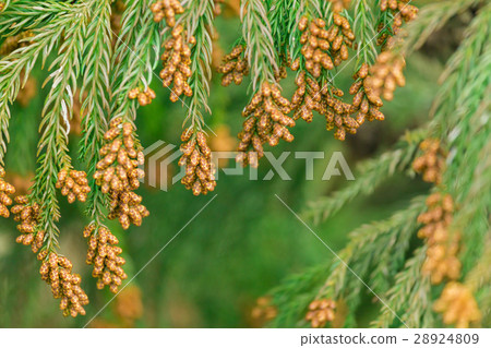 Material _ cedar pollen Material _ cedar pollen 28924809