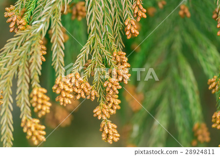 Material _ cedar pollen 28924811
