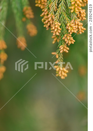 Material _ cedar pollen 28924819