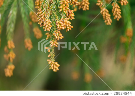 Material _ cedar pollen Material _ cedar pollen 28924844