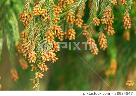 Material _ cedar pollen Material _ cedar pollen 28924847
