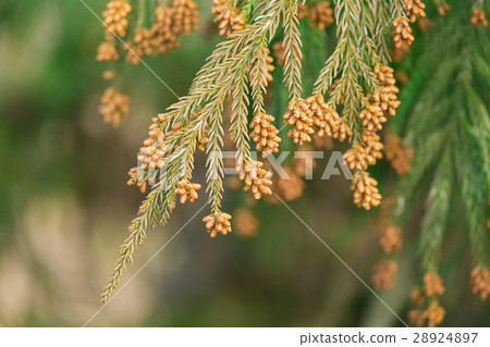 材料_雪松花粉 28924897