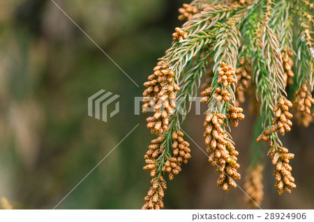 Material _ cedar pollen Material _ cedar pollen 28924906