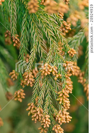 Material _ cedar pollen 28924919