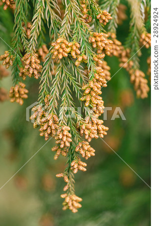 Material _ cedar pollen 28924924