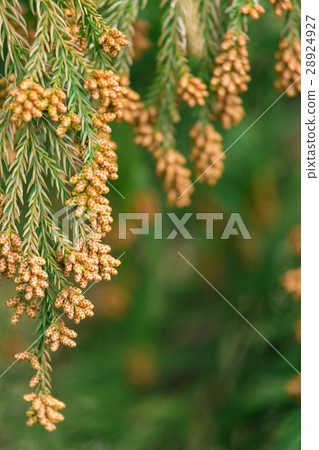 材料_雪松花粉 28924927