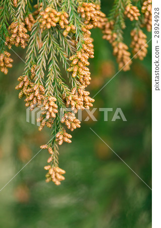 材料_雪松花粉 28924928