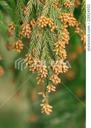Material _ cedar pollen Material _ cedar pollen 28924932