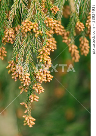 Material _ cedar pollen 28924935