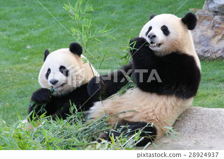 Giant panda eating Sasa 28924937