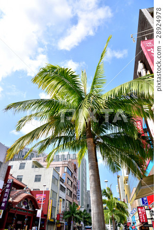 A street tree of Naha city international street tree Yayayama pear 28924978