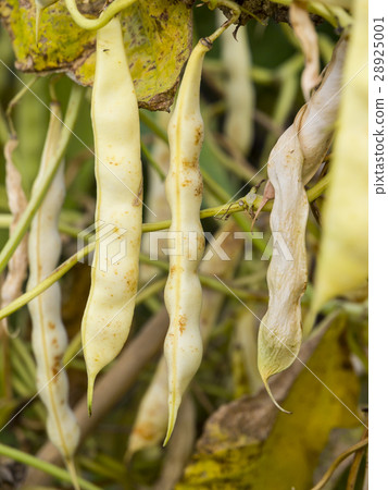 Even more withered snap pea 28925001