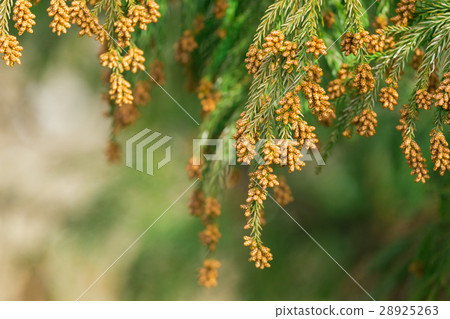 Material _ pollen pollen pollen emission pollen emission cone 28925263